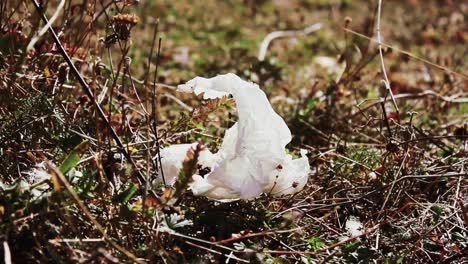 primer plano de un tejido desechado en el bosque