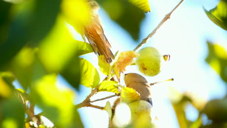 Red-faced-mousebird-Urocolius-indicus-sits-in-tree-eating-guava-fruit,-tele