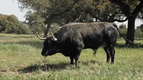 4k angry bull on a green field