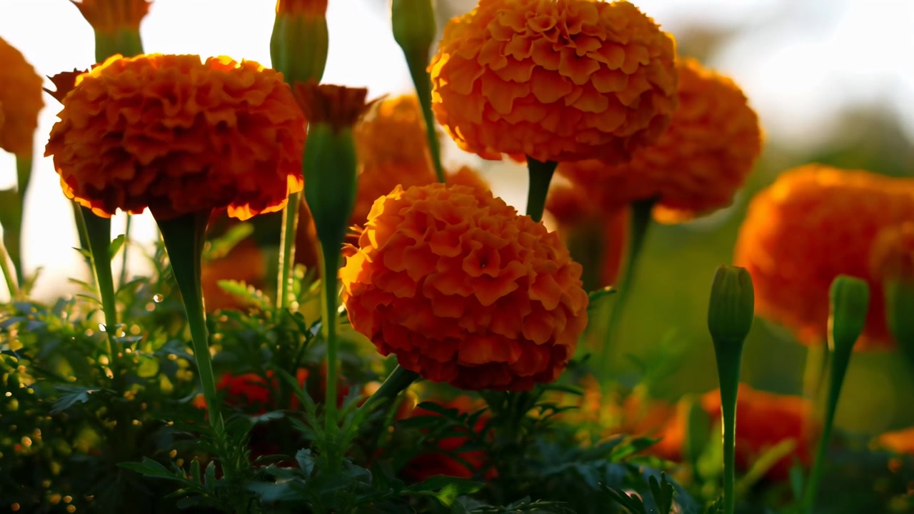 Vivaci Fiori di Calendula Arancioni che Sbocciano alla Luce Dorata del Sole