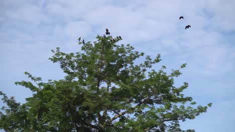 Eine-Gruppe-Krähen-Versammelt-Sich-Am-Baum.