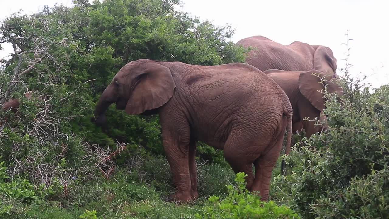 elefante africano cruza las piernas mientras come hojas de árboles de kariega