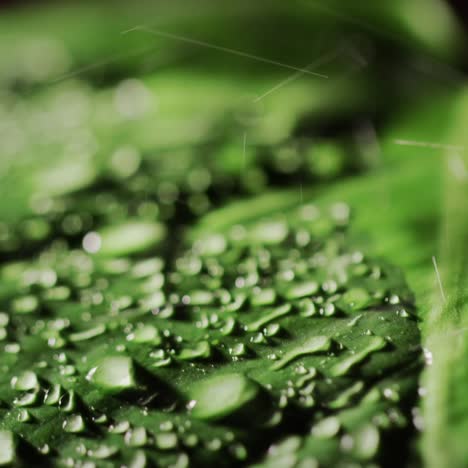 close-up of raindrops fall on a green sheet