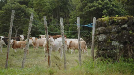 Trail-Runner-Running-Through-Fields-With-Cows