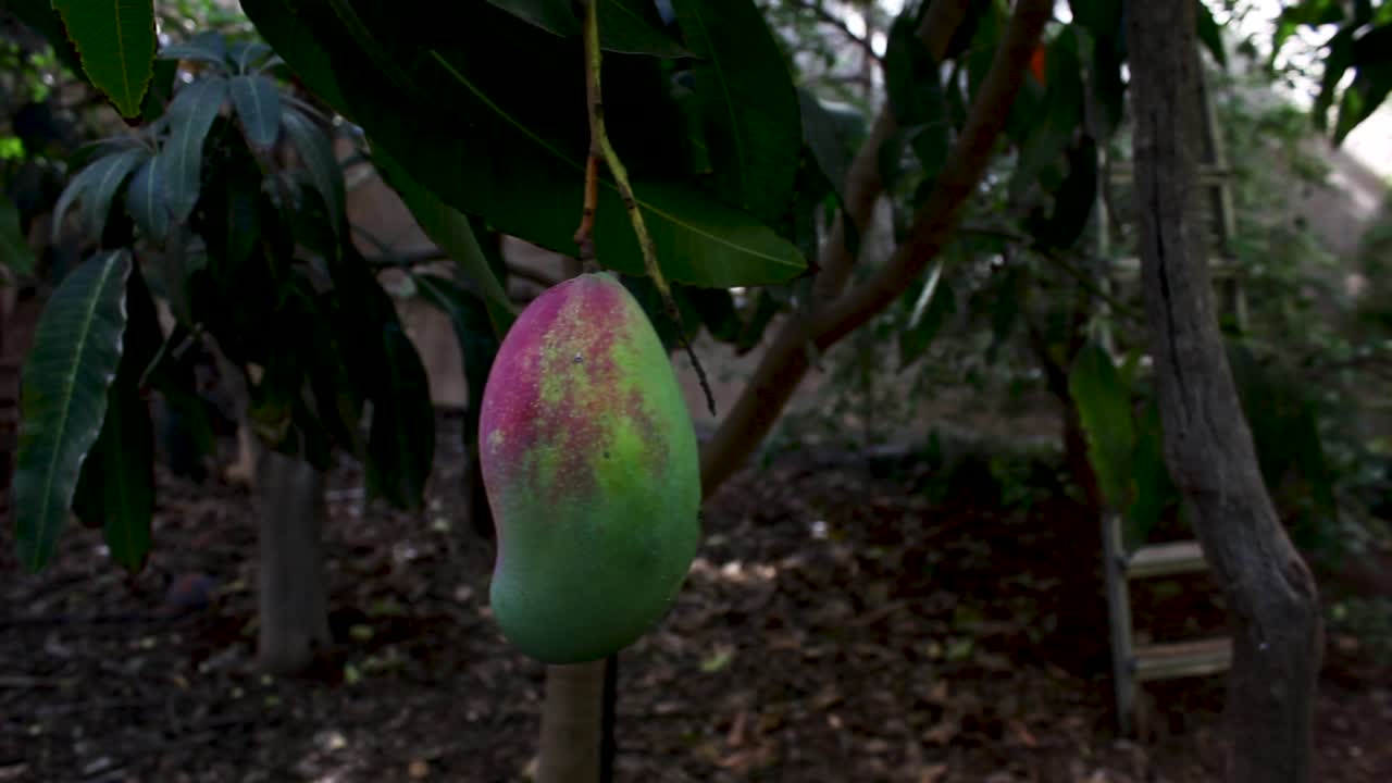un fruto de mango medio maduro en un árbol en una granja orgánica