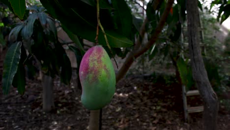 Una-Fruta-De-Mango-Medio-Madura-En-Un-árbol-En-Una-Granja-Orgánica