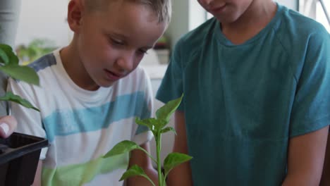 Zwei-Jungen-Pflanzen-In-Der-Klasse-Pflanzen