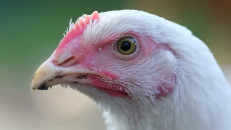 poultry farm chicken with white feathers and red beak closeup a white chicken with a red beak looks into the camera lens poultry farming in agriculture