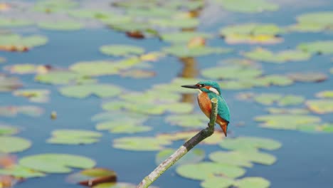 slow motion view of kingfisher in friesland netherlands perched over pond with lily pads in background staring up into sky, with side profile view