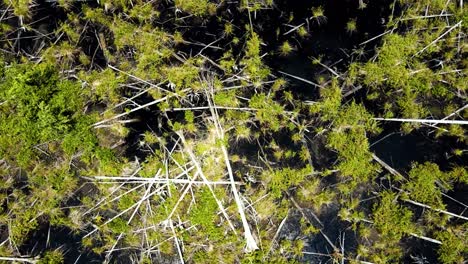 Great-DIsmal-Swamp-National-Wildlife-Refuge