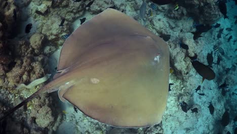 una pequeña raya nada sobre los corales y el lecho marino y pasa frente a la cámara en 30 fps