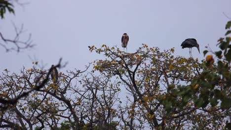 two coastal birds perched above on tree branches and balancing with outstretched wings, static