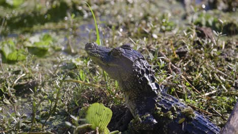 el caimán bebé gira su ojo en florida.