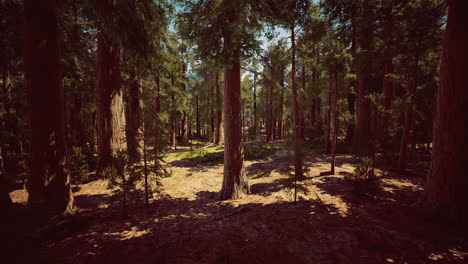 lush forest landscape with towering trees under bright sunlight