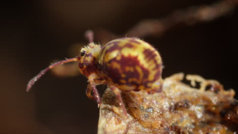 la pequeña cola de primavera dicyrtomina saundersi navega por los detritos en el suelo del bosque