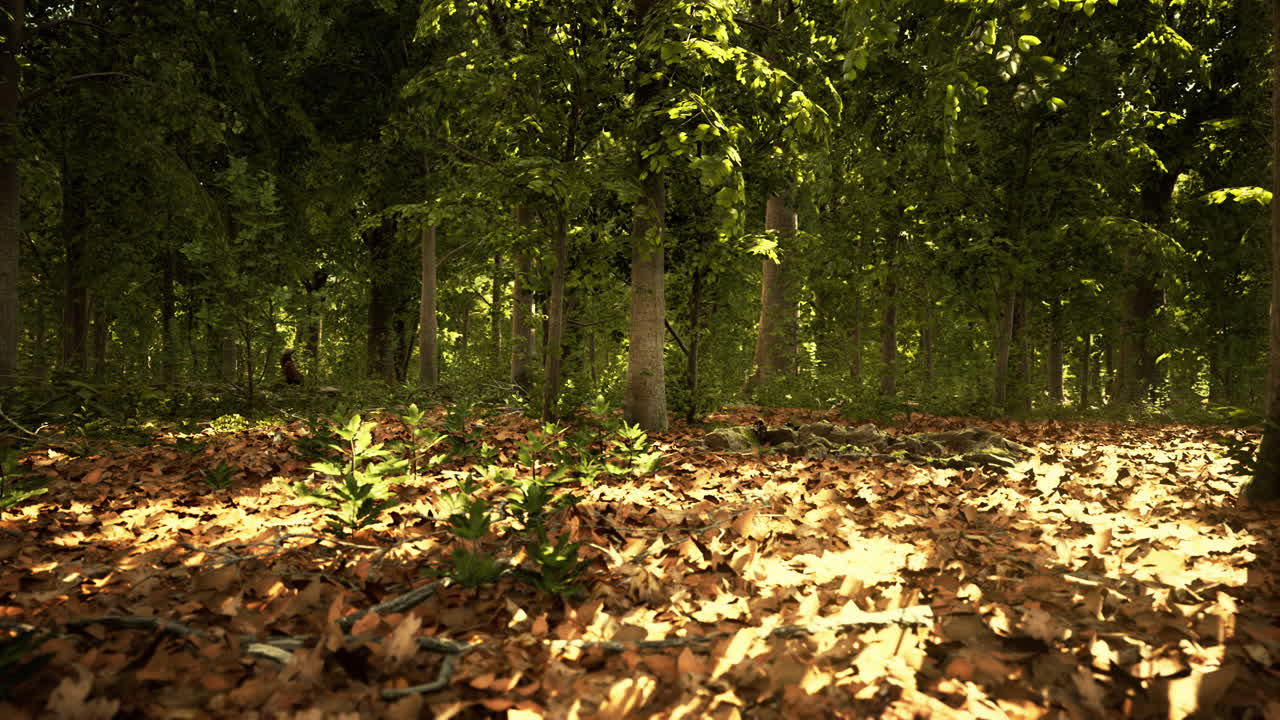 Scena della foresta con terreno muschioso in una serata di sole in estate