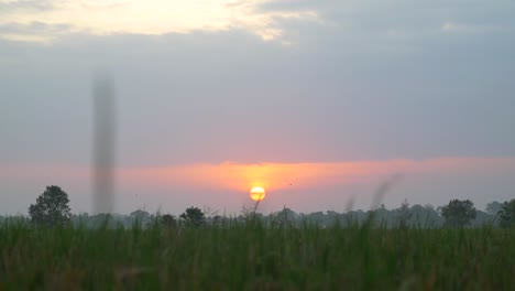 zonsondergang over indonesische velden