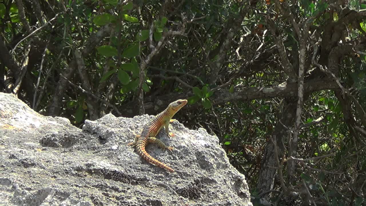 확대에서 축소 일광욕 케이프 거들 도마뱀