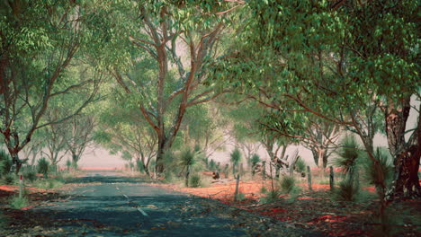 camino abierto en australia con árboles de arbusto