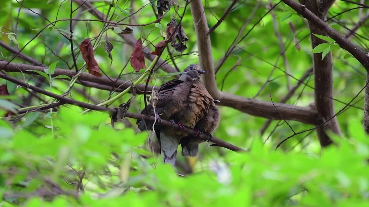 esta paloma marrón de pico corto con sus polluelos es un ave endémica que se encuentra en filipinas y particularmente en mindanao donde se considera común