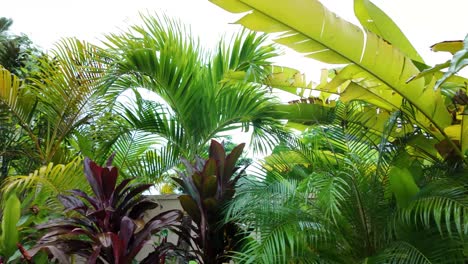 tropical nature garden exotic fern vegetation southeast asia sri lanka