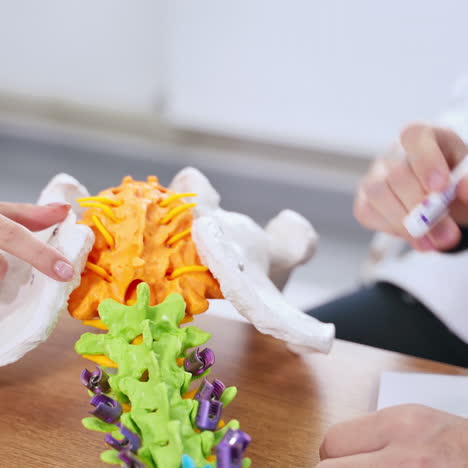 back bone model on the table. doctor's hands showing the work of bones on a colorful model to a female patient in clinic.