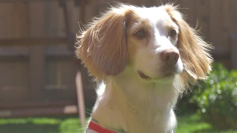 sprocker spaniel looking forward in a sunny garden