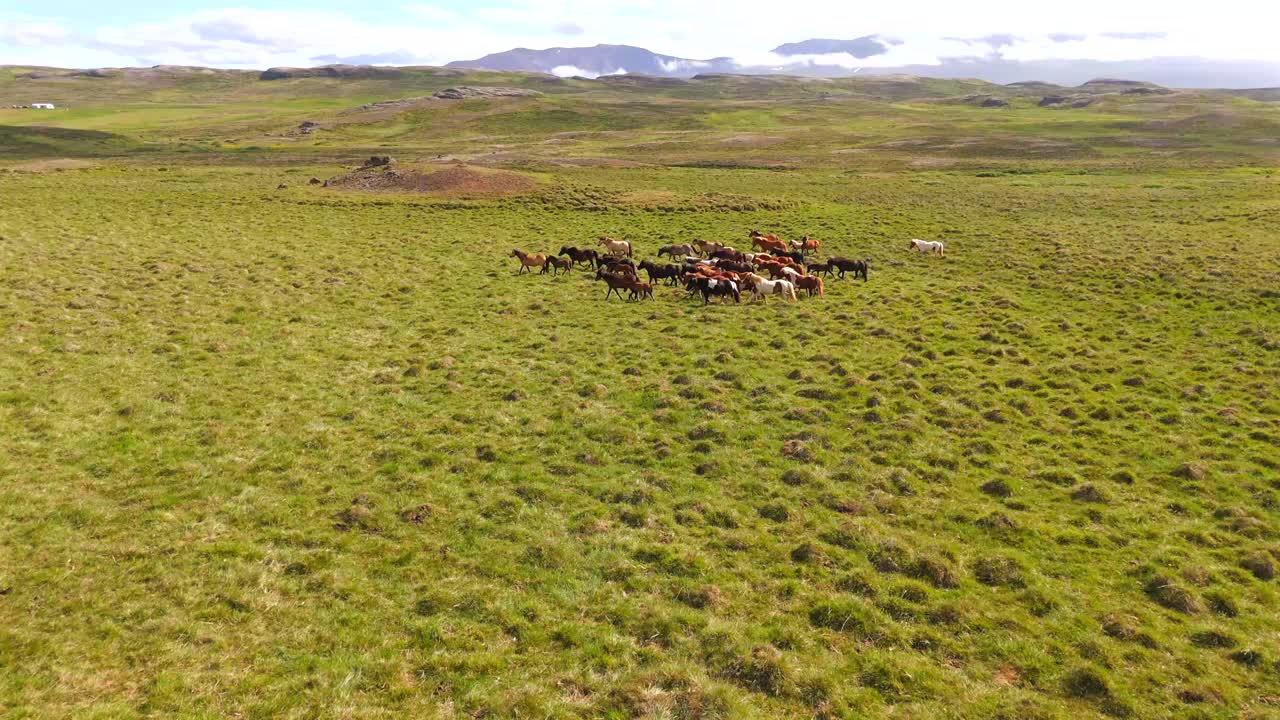 위에서, 아이슬란드 말들이 광활하고 원시적인 땅을 가로질러 우아하고 자유롭게 달리는 것을 목격합니다.