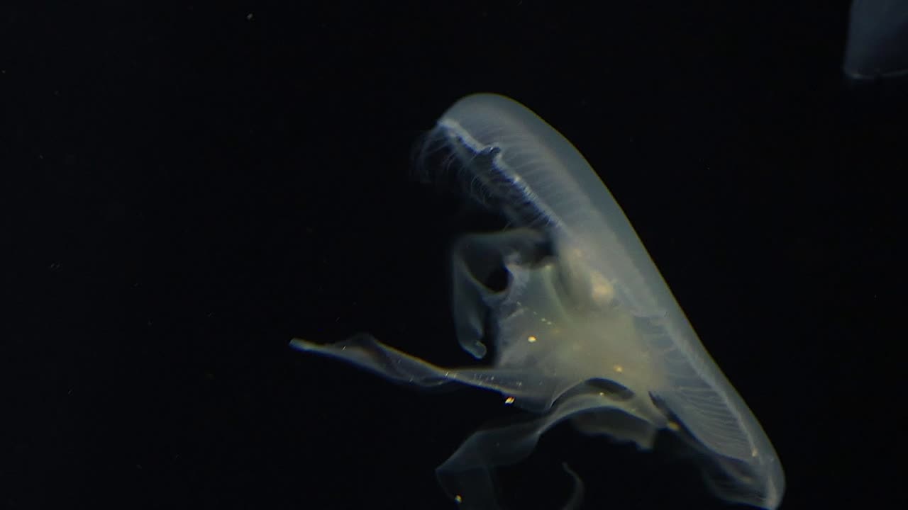 A close-up view of a jellyfish moving gracefully through dark, tranquil waters.