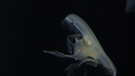 a close-up view of a jellyfish moving gracefully through dark, tranquil waters.