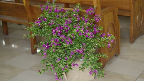 la planta de flor violeta está en la olla en el piso de azulejos
