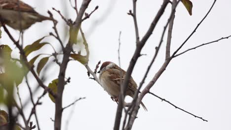 los pájaros gorrión descansan en la rama sin hojas de una planta durante el día