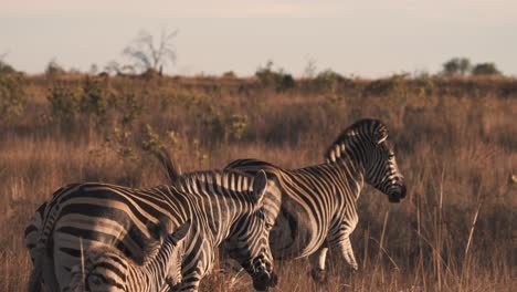 zebra mare and foal joining stallion to watch savannah sunset together