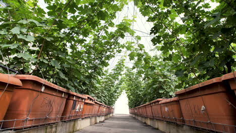 grapevines creep on trellis inside the greenhouse