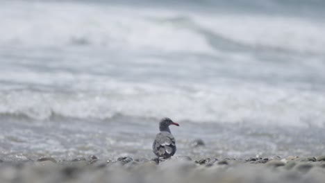 Möwe-Blickt-In-Zeitlupe,-4K-Weitwinkelaufnahme,-über-Das-Meer