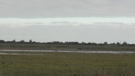geeses-flying-and-landing-during-a-steady-shot-in-a-dutch-polder