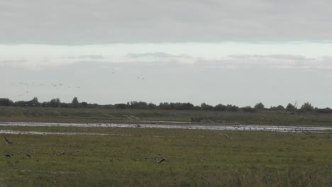 Gänse-Fliegen-Und-Landen-Während-Eines-Gleichmäßigen-Schusses-In-Einem-Holländischen-Polder