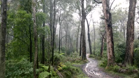 En-Lo-Profundo-De-Los-Bosques-Encantados-Alrededor-De-La-Unidad-De-Espuela-Negra-En-Victoria,-Australia