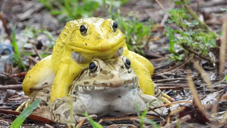 Gelber-Frosch---Mattiert-Ja