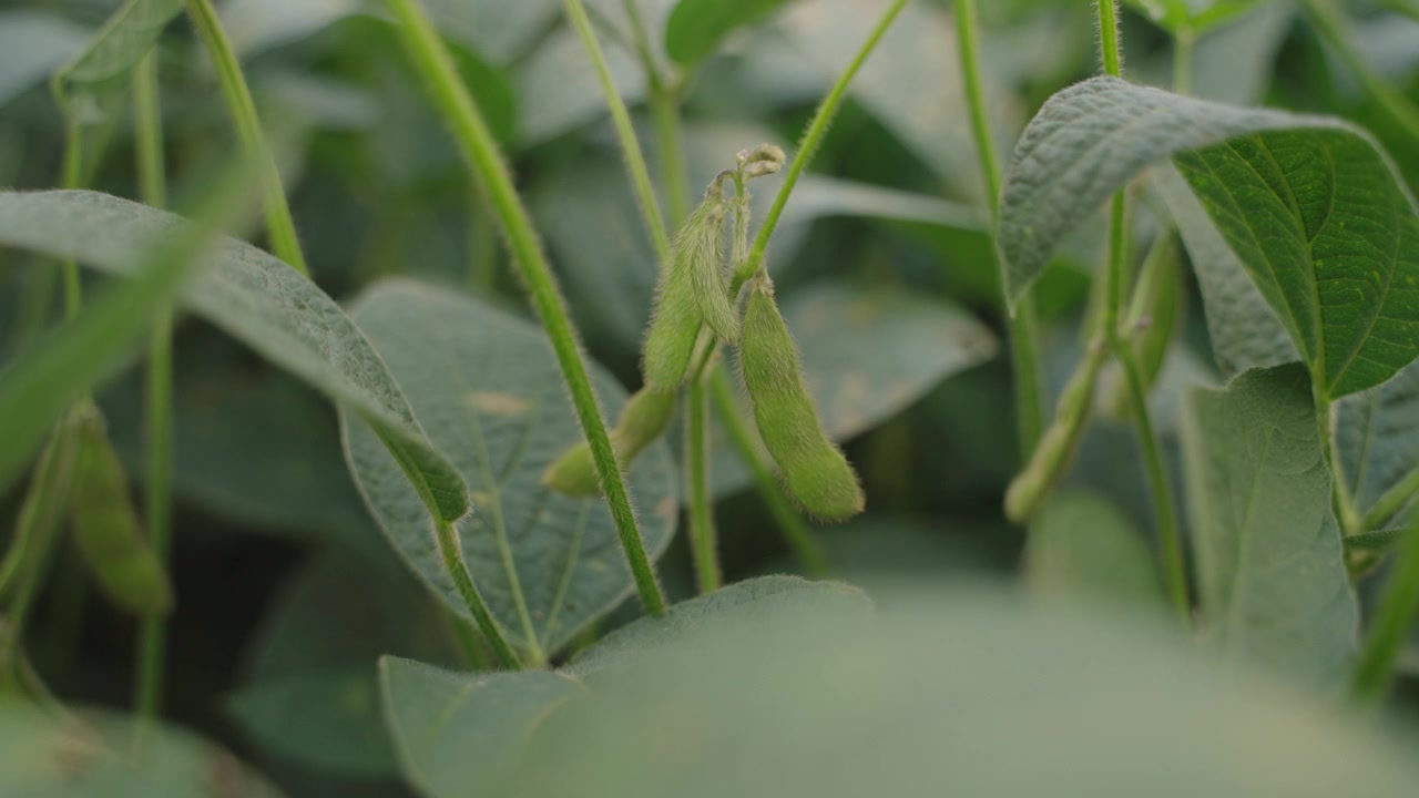 Soybean seeds intact to plants in soybean field.