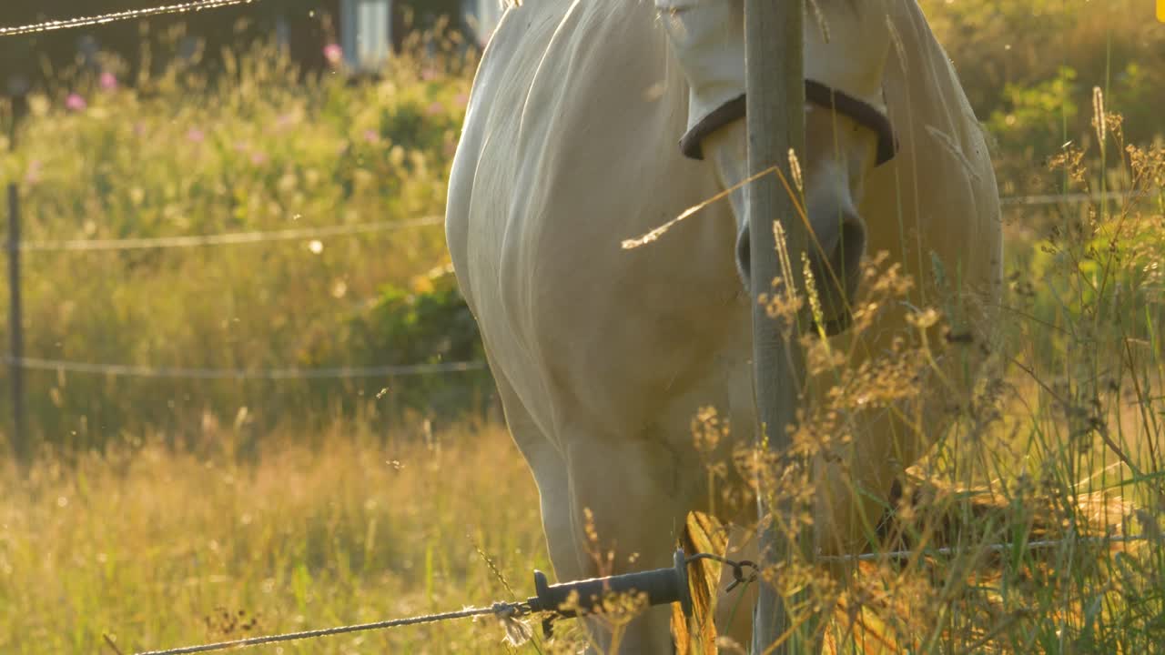 caballo blanco en luz mágica moviéndose directamente hacia la cámara en cámara lenta