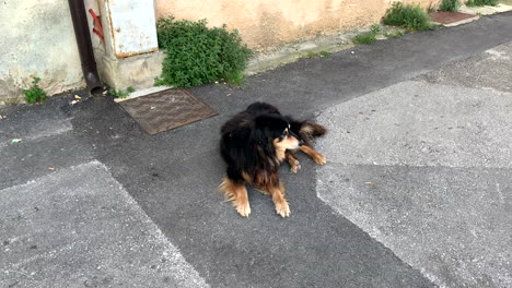 Dog-relaxes-outdoors-on-the-floor-in-hot-weather