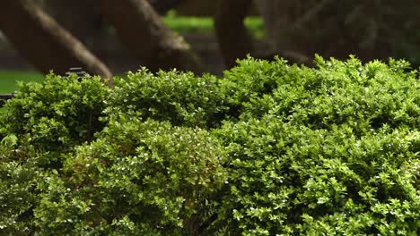 Bushes-Swaying-in-Wind---Greenery-at-Jasna-Polana---Princeton,-NJ