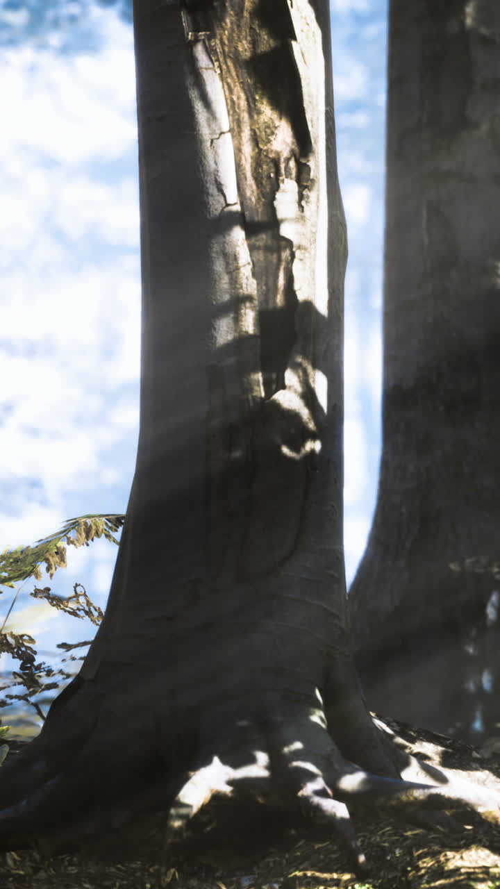 Misteriosa luce solare che filtra attraverso gli alberi alti in una foresta serena