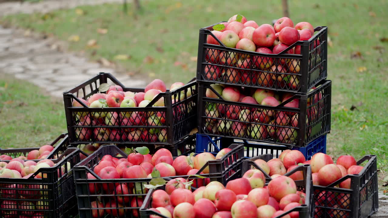Piles of drawers with fresh apples in the garden. Farmer brings a drawer with organic fruits. Background of juicy red apples in black boxes.