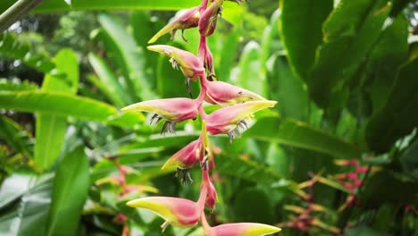 vibrant heliconia flower in tropical garden