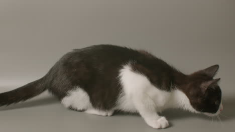 Slow-motion-close-up-of-tuxedo-kitten-stalking-something-off-camera-and-exiting