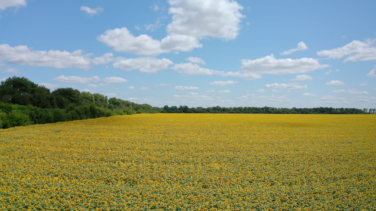 Sunflowers background under blue sky. Field with flowering yellow agricultural plants in sunny day. Blooming seed flowers on field. Aerial view