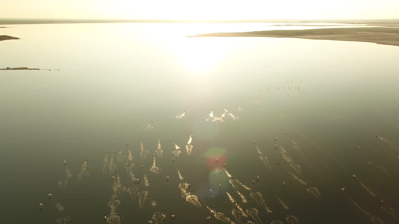 물 위 에 있는 새 들