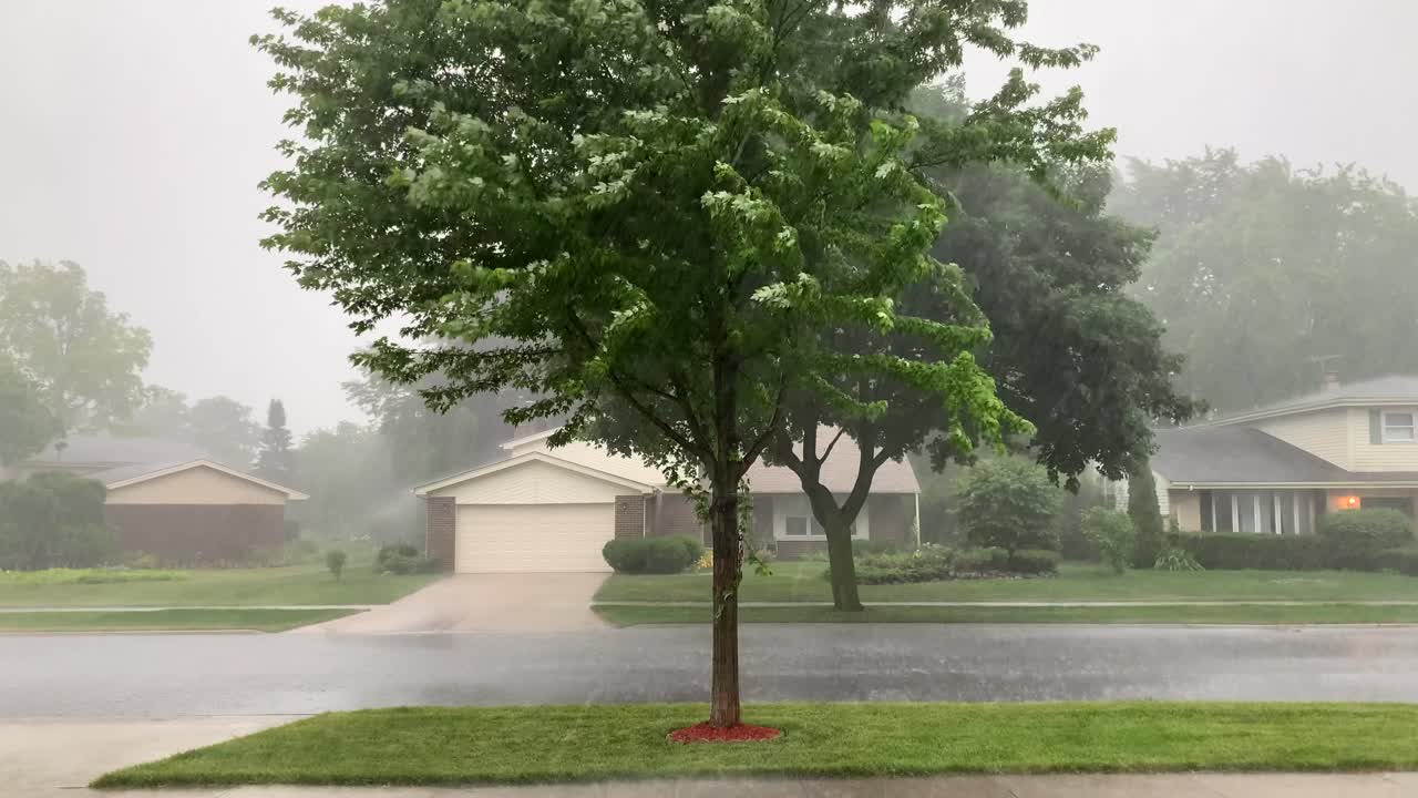 비가 나무 주위를 휘젓다, 봄, 사람 없음